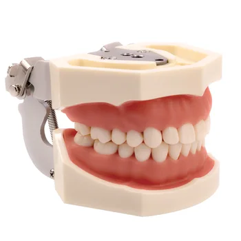 Стоматологичен модел модел на зъбите Образователна Модел десневых зъбите Стандартна Демонстрационен модел за Денталното Типодонта С Подвижна Зъб 200H